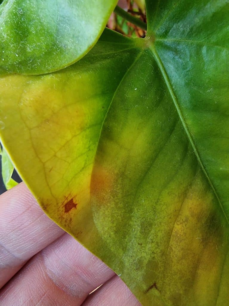 A sun scorched anthurium leaf