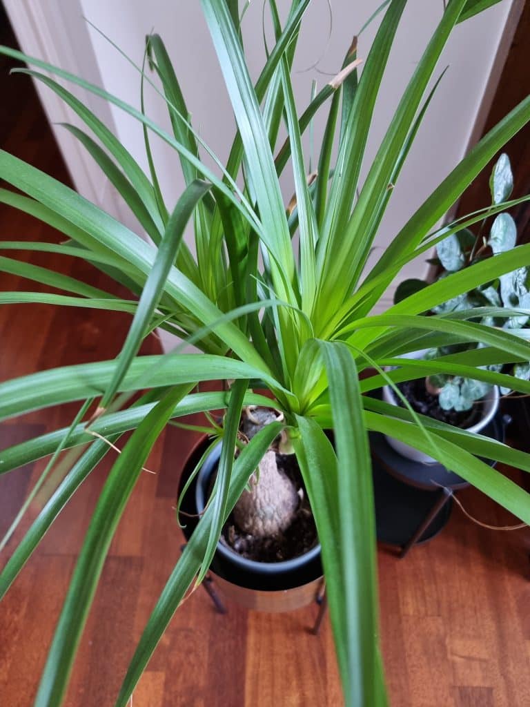 A ponytail palm plant with lots of bright green, healthy leaves