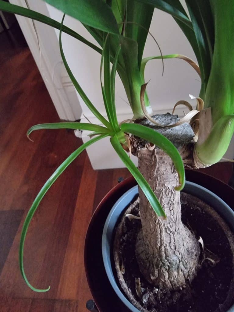 A ponytail palm pup
