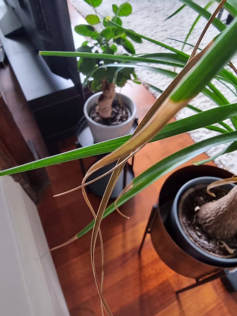 Brown tips on a ponytail palm up close