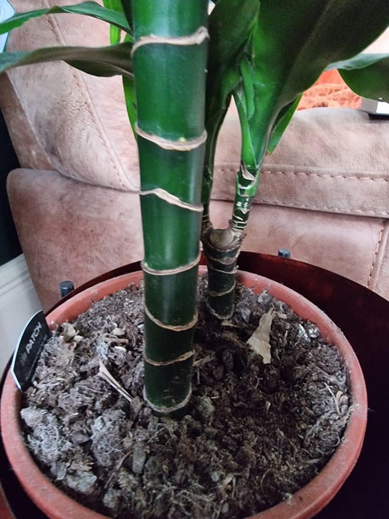 A Dracaena marginata healthy stem