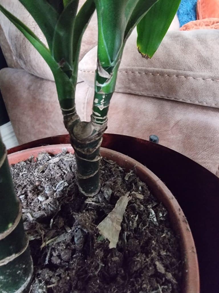 A stem of a dracaena marginata split into two