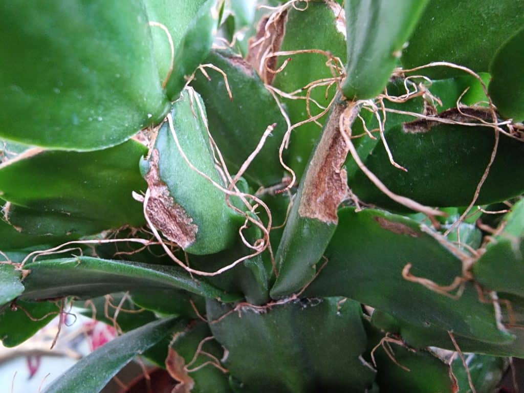Christmas cactus brown spots up close
