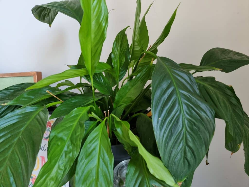 A Peace Lily plant up close with lots of green leaves
