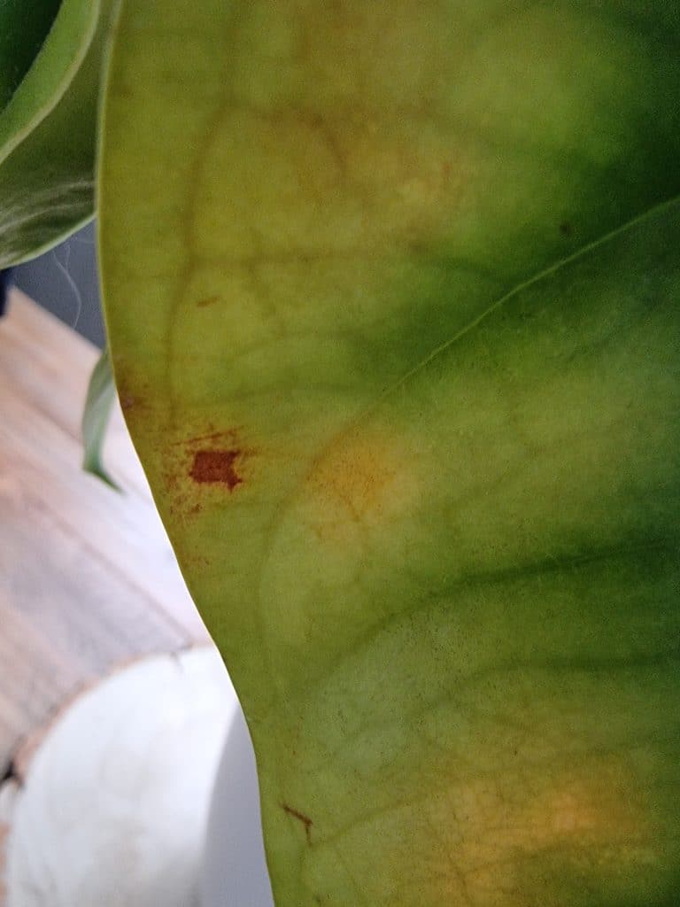 A brown spot on the edge of a yellowing anthurium leaf
