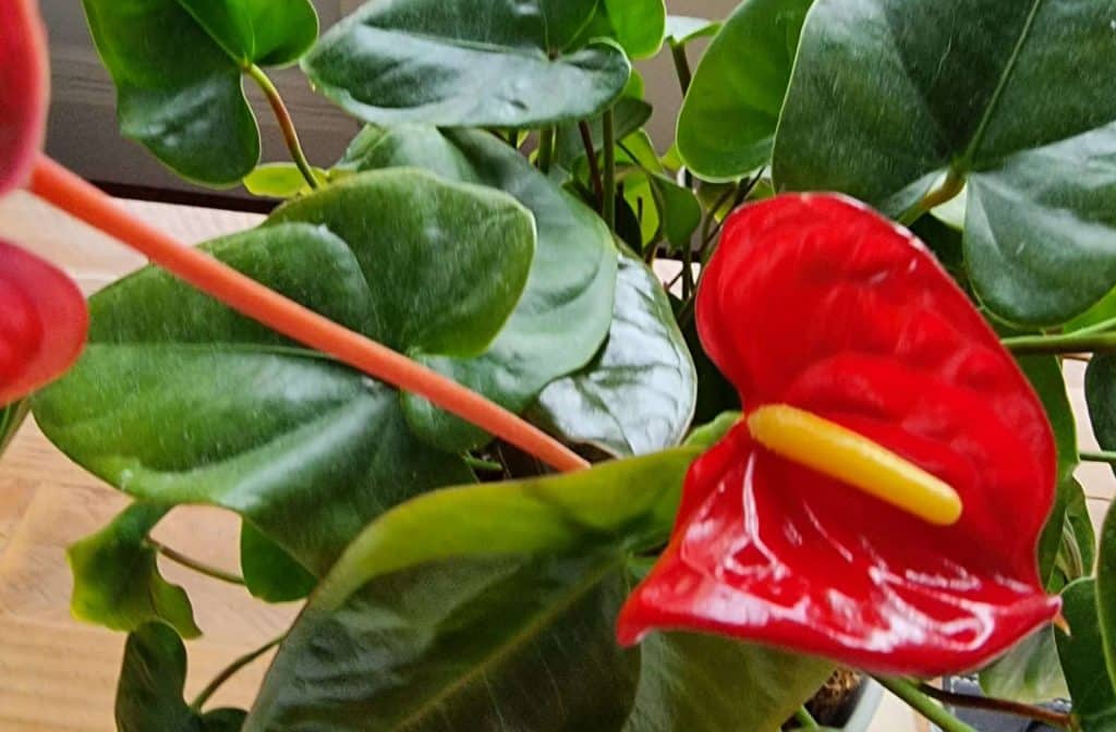 Several anthurium leaves and flowers