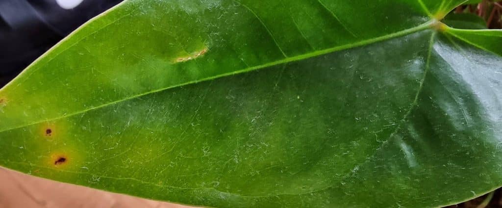 Several brown spots on an anthurium leaf