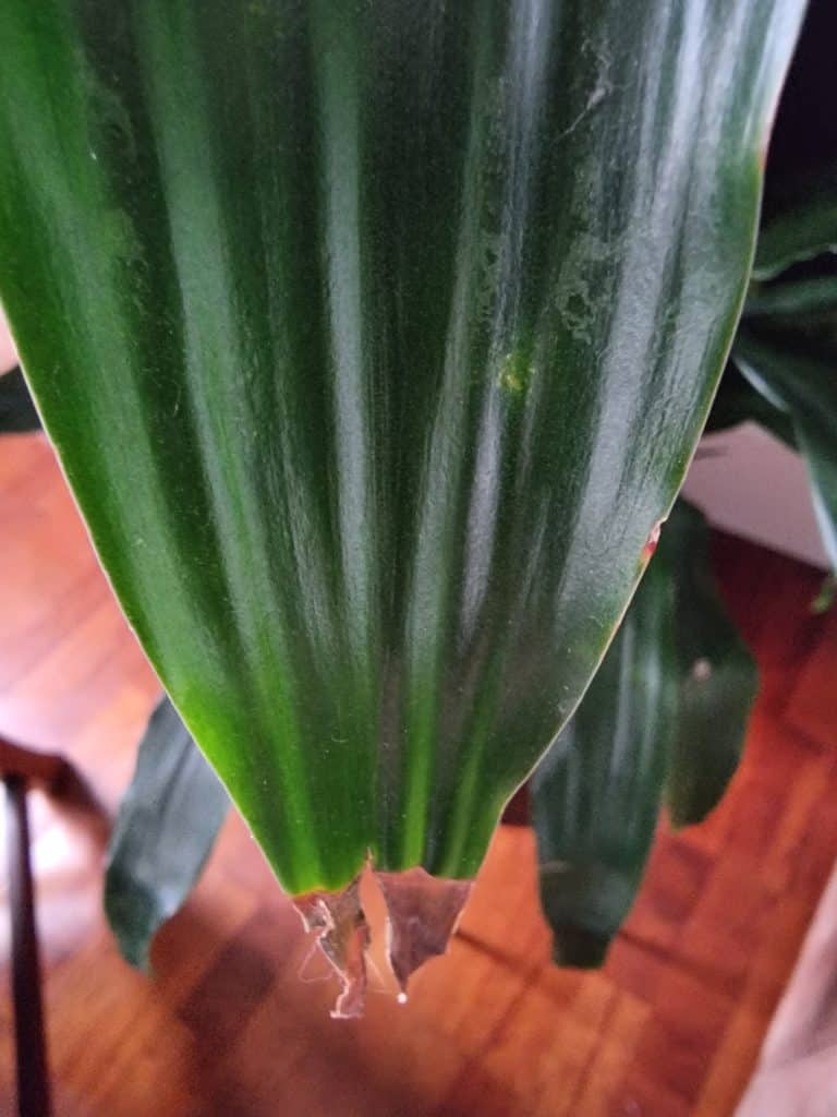 A brown tip on a dracaena marginata leaf