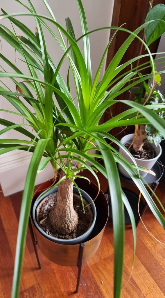 A ponytail palm next to a money tree on a wooden floor