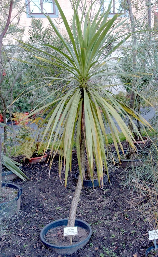 A cordyline australis plant