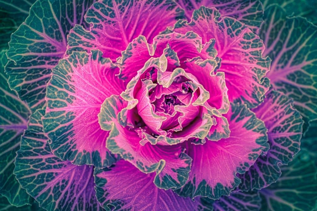 Purple cabbage leaf