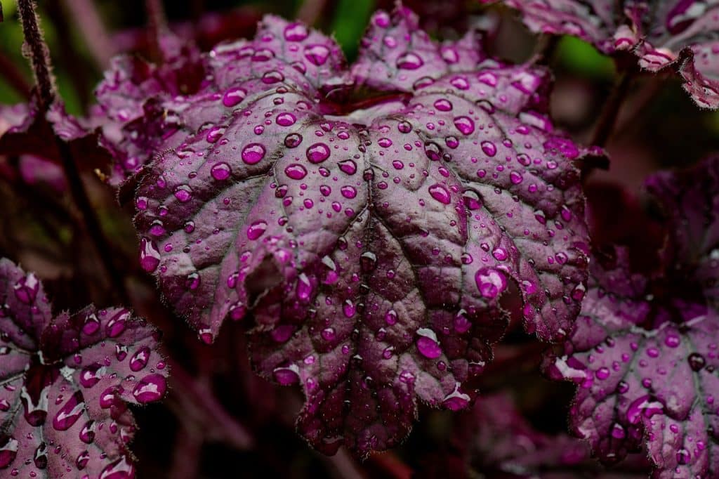 Purple coral bells leaves with raindrops on them up close