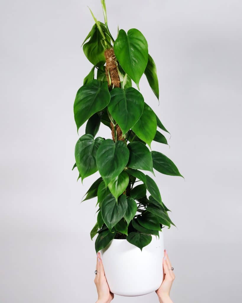 A pair of hands holding up a tall philodendron plant