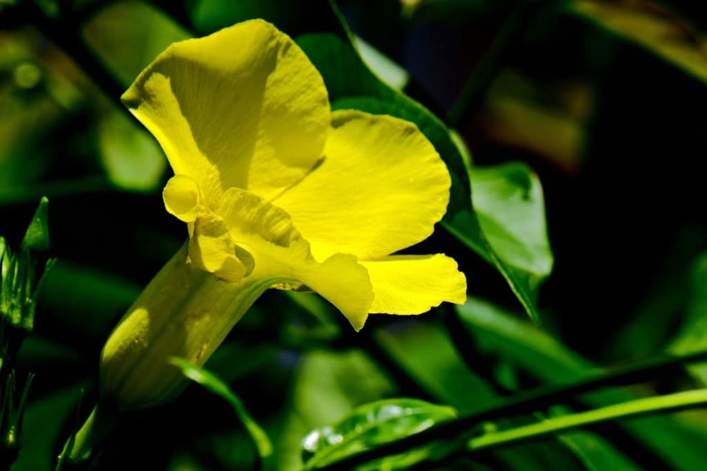 A yellow Mandevilla flower up close