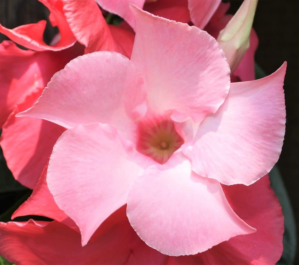 A pink Mandevilla leaf up close