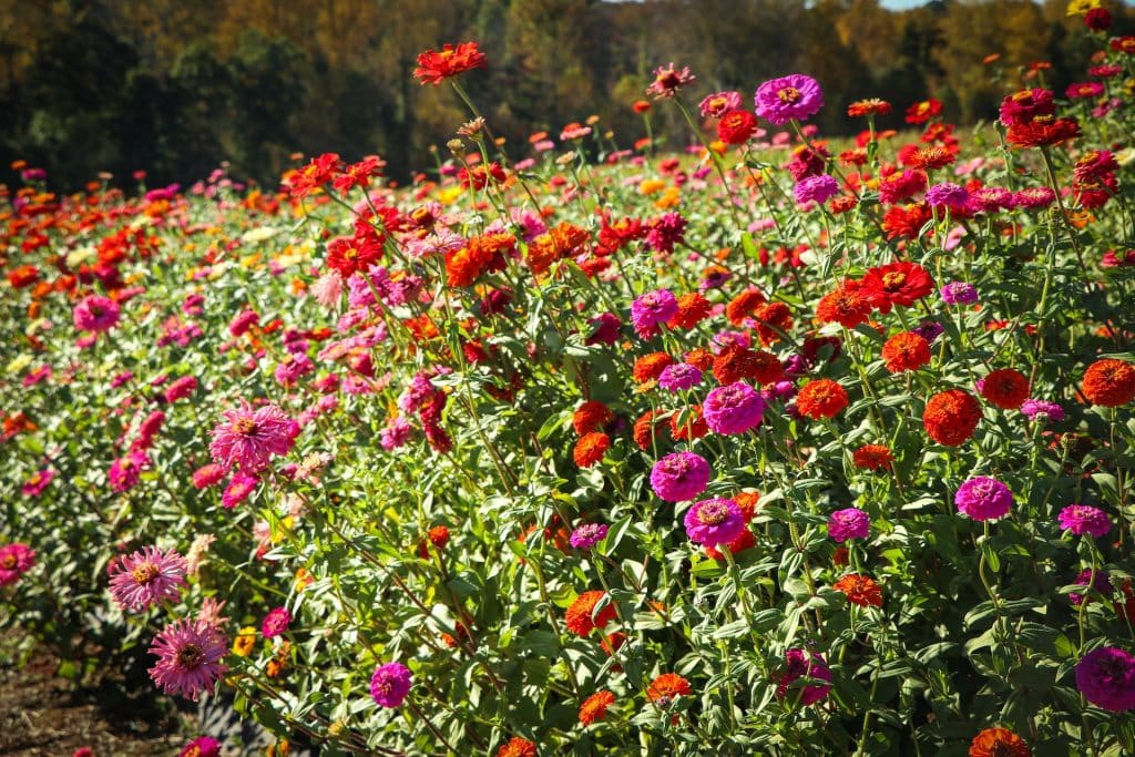 A bush full of blooming Zinnia flowers