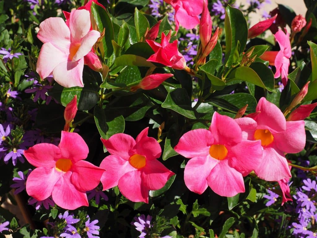 A pink Mandevilla bush