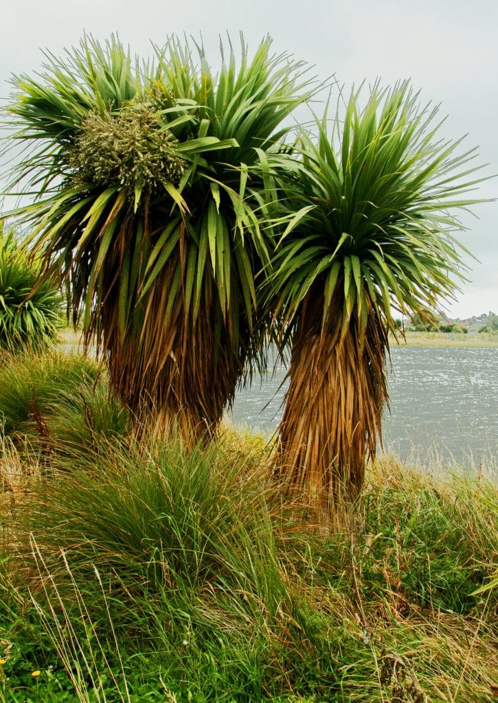 Two mature cordyline australis plants next to water
