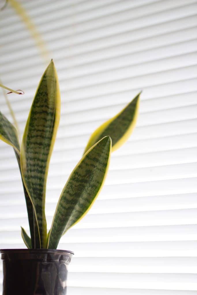 A snake plant in a black pot next to white blinds