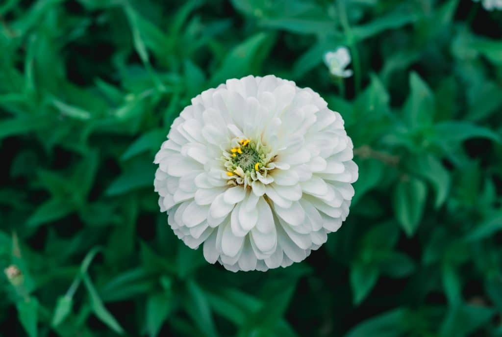 White Zinnia flower up close