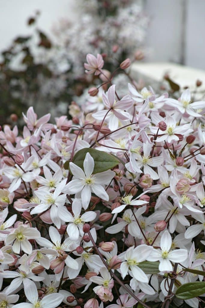 White and pink clematis flowers and buds up close