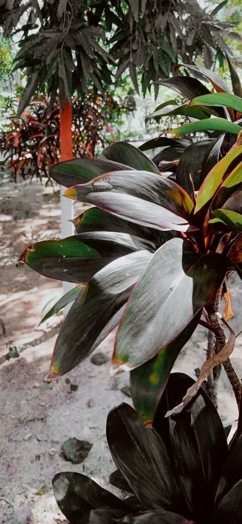 A cordyline plant with yellowing and brown leaves