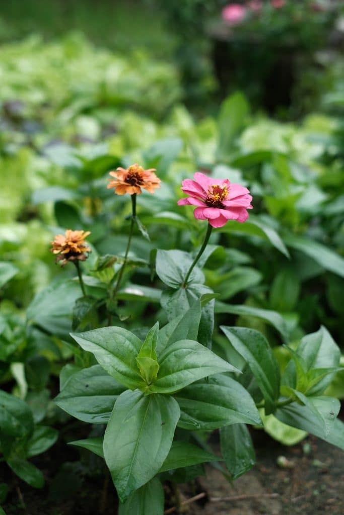 A close up of Zinnia flowers in bloom