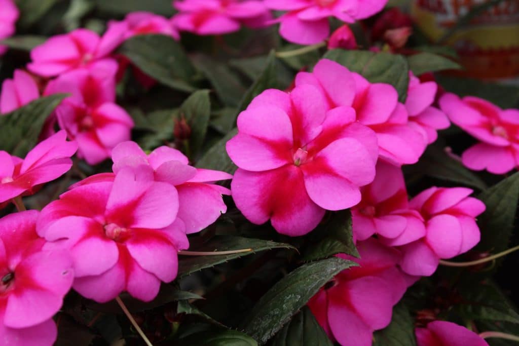 Several pink impatiens leaves