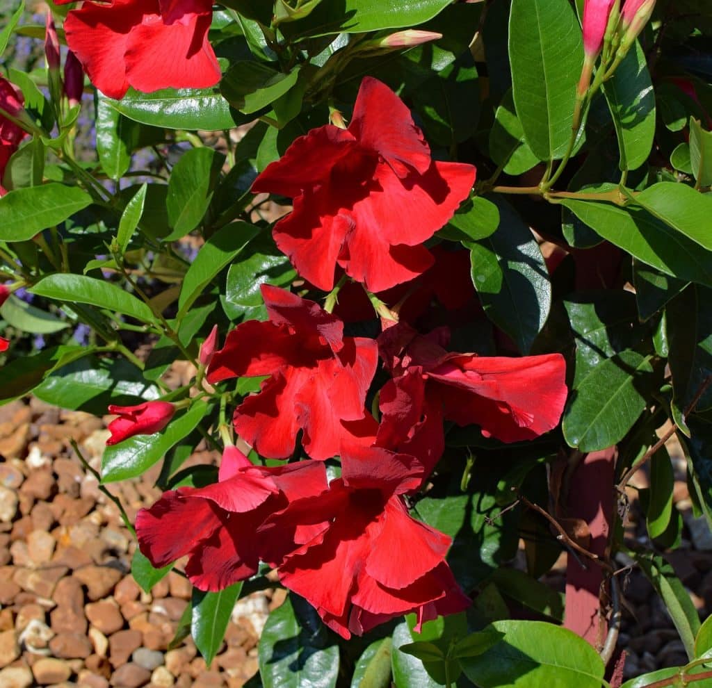 A red Mandevilla vine