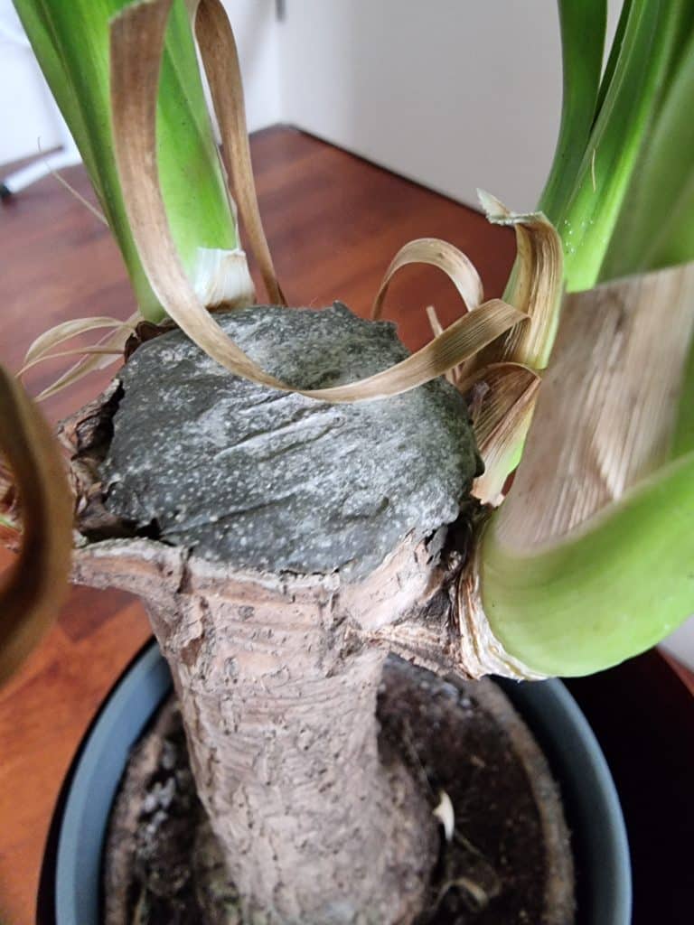 The top of a ponytail palm with a horizontal cut section