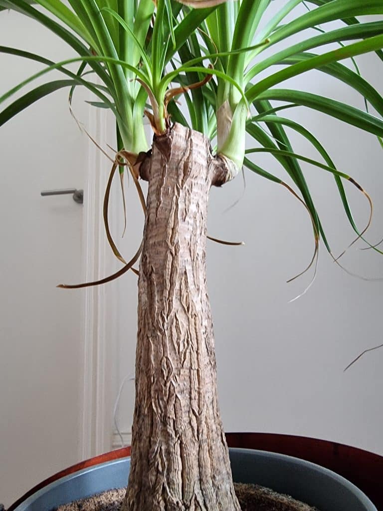 A ponytail palm caudex with several branches at the top