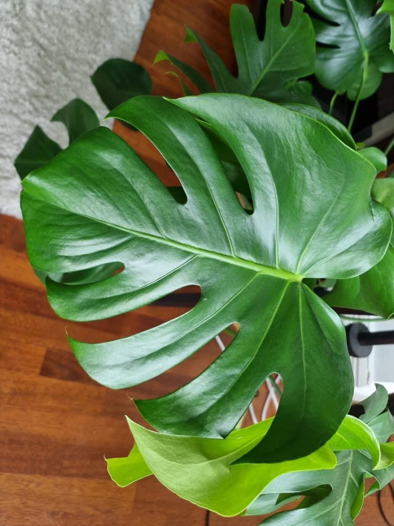 A large green monstera leaf with a wood floor as the background
