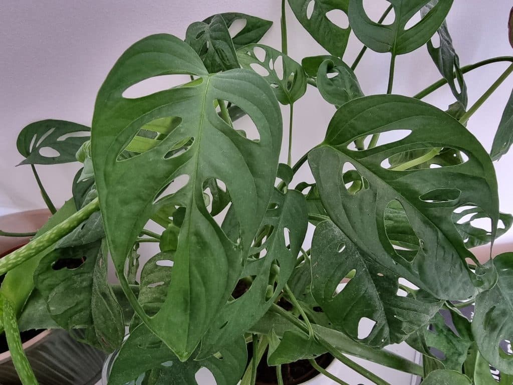Monstera obliqua leaves up close