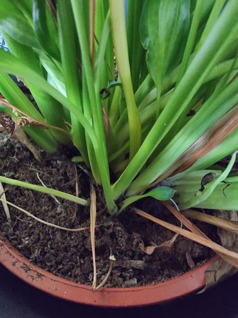 Several peace lily stems coming out of soil up close