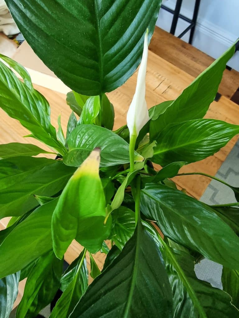 A flower about to bloom on a peace lily plant