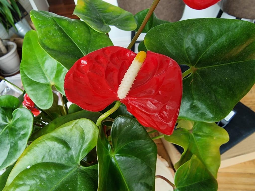 An anthurium plant with a bright red flower