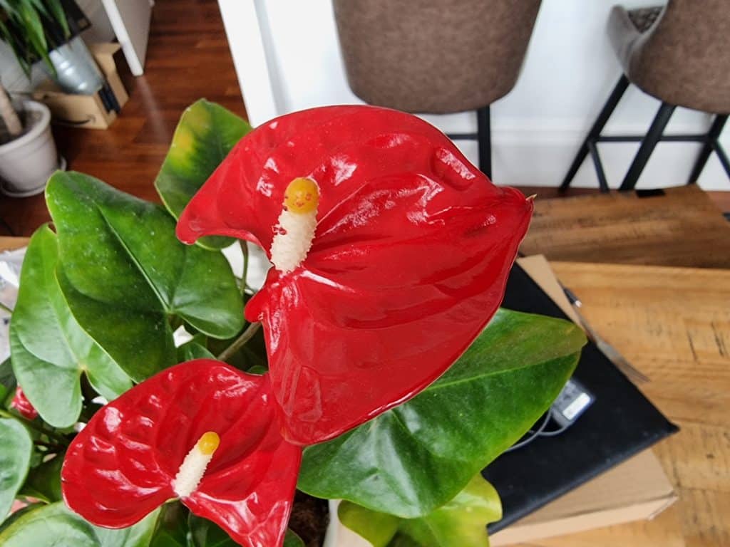 Several red anthurium flowers