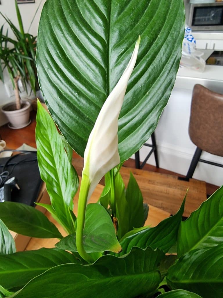 A peace lily with a flower blooming at the top