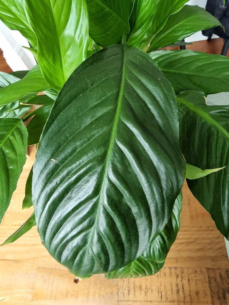 A large green peace lily  leaf up close
