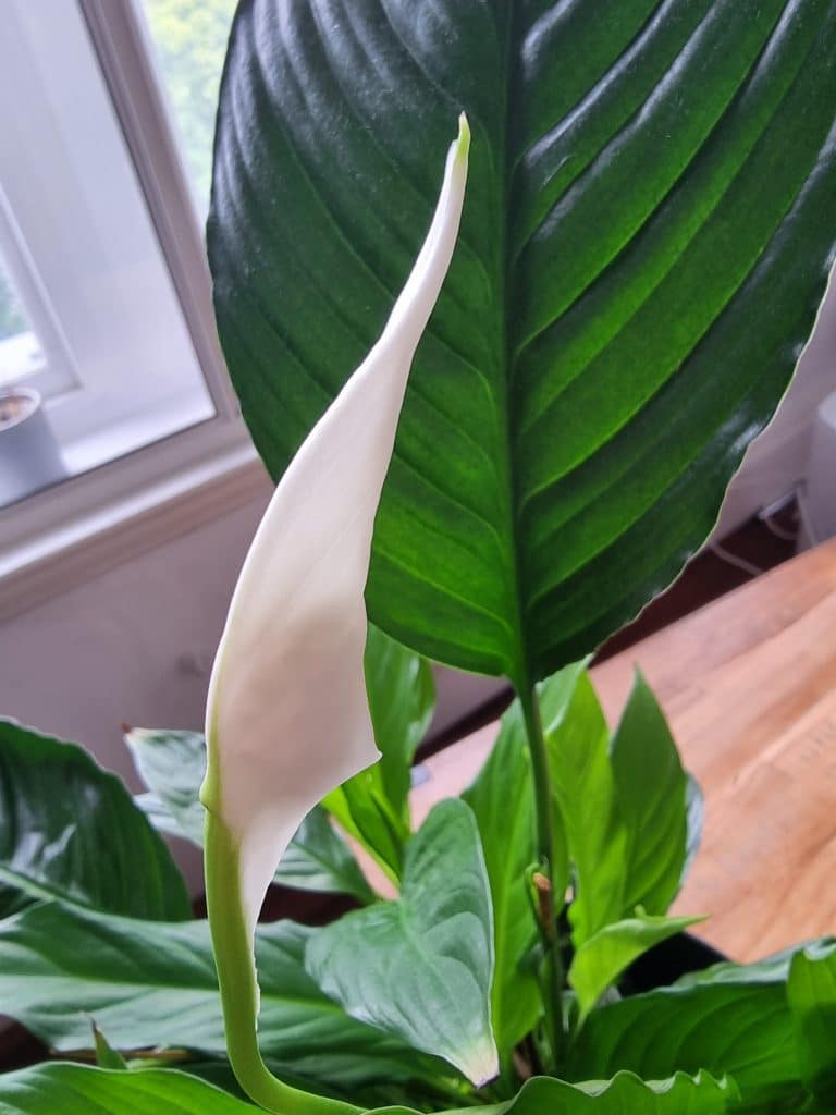 A white flower on a peace lily plant