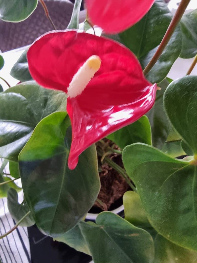 an anthurium leaf up close