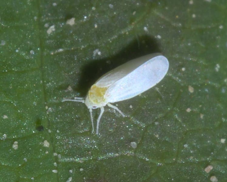 A whitefly up close on a green leaf