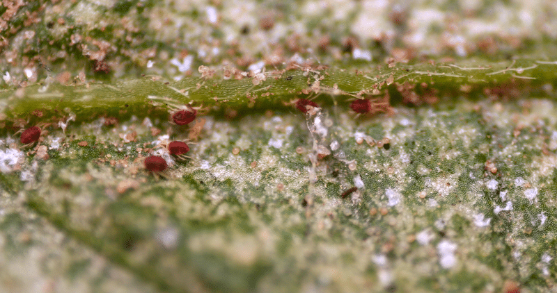 Red spider mites up close on a green leaf