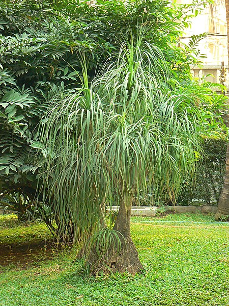A large ponytail palm tree outside