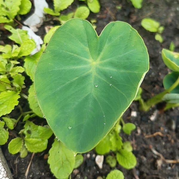 An elephant ear green leaf with water droplets on it