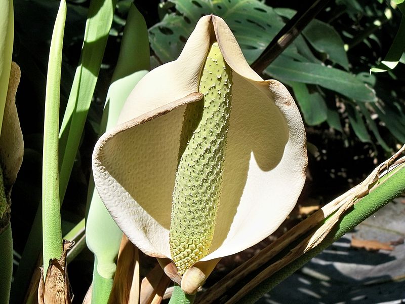 A monstera deliciosa white spadix