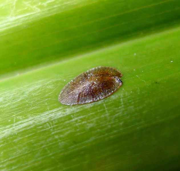 A scale insect up close on a green leaf