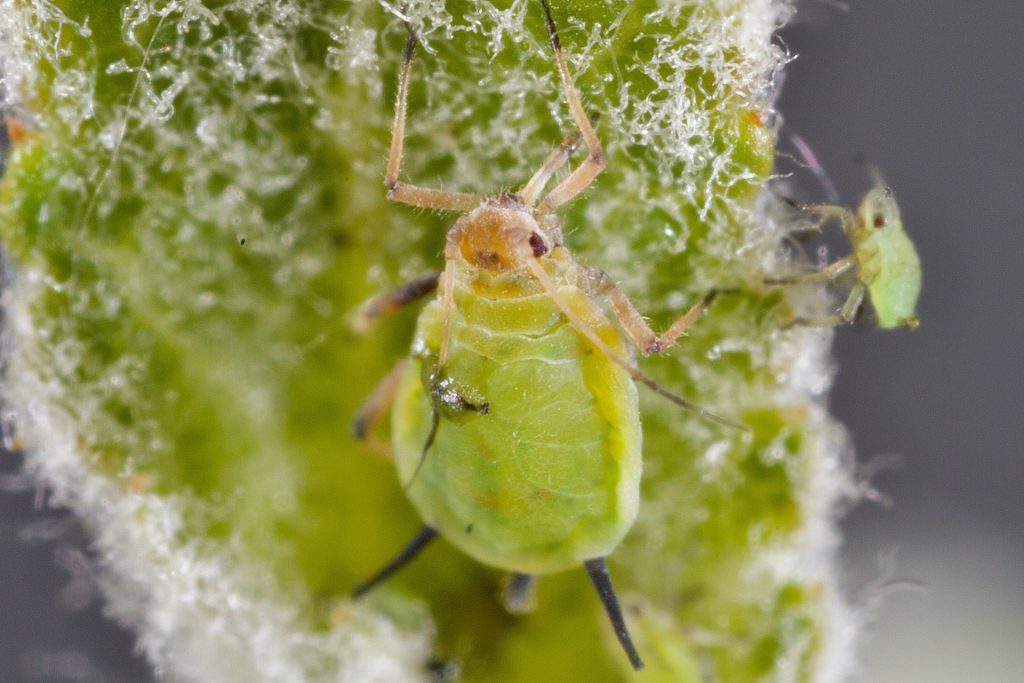 A green aphid up close on a leaf