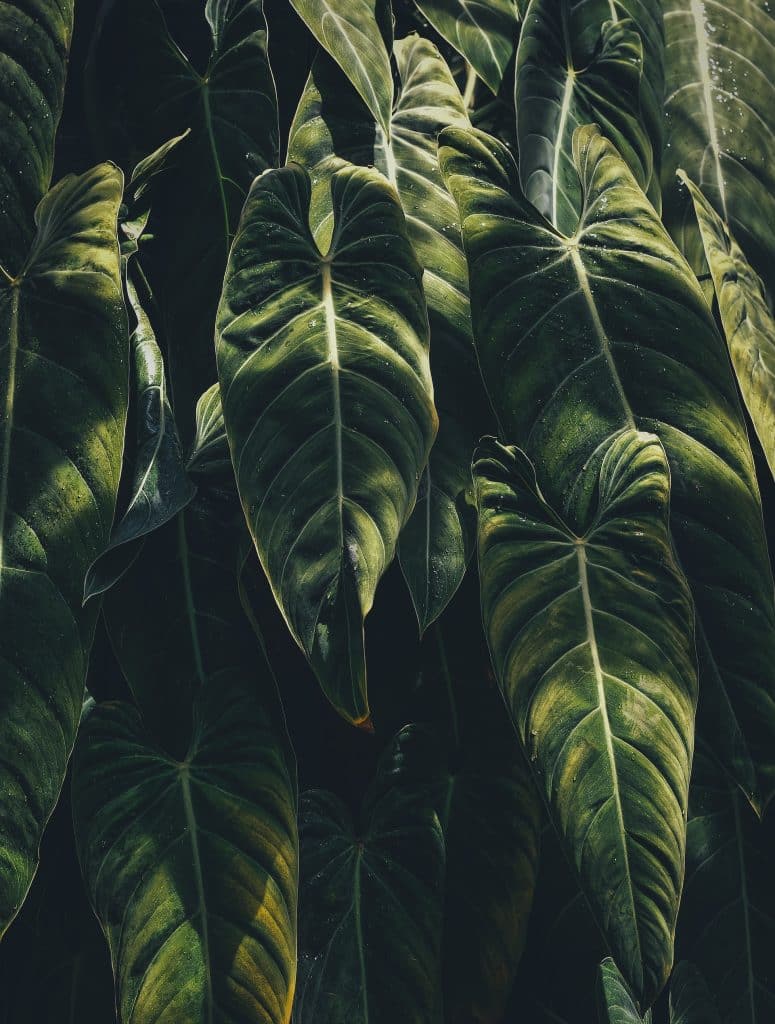 Large drooping elephant ear plant leaves