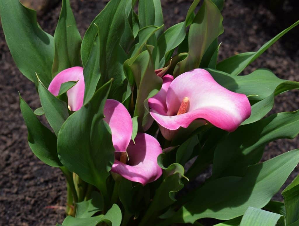 A calla lily plant with pink flowers